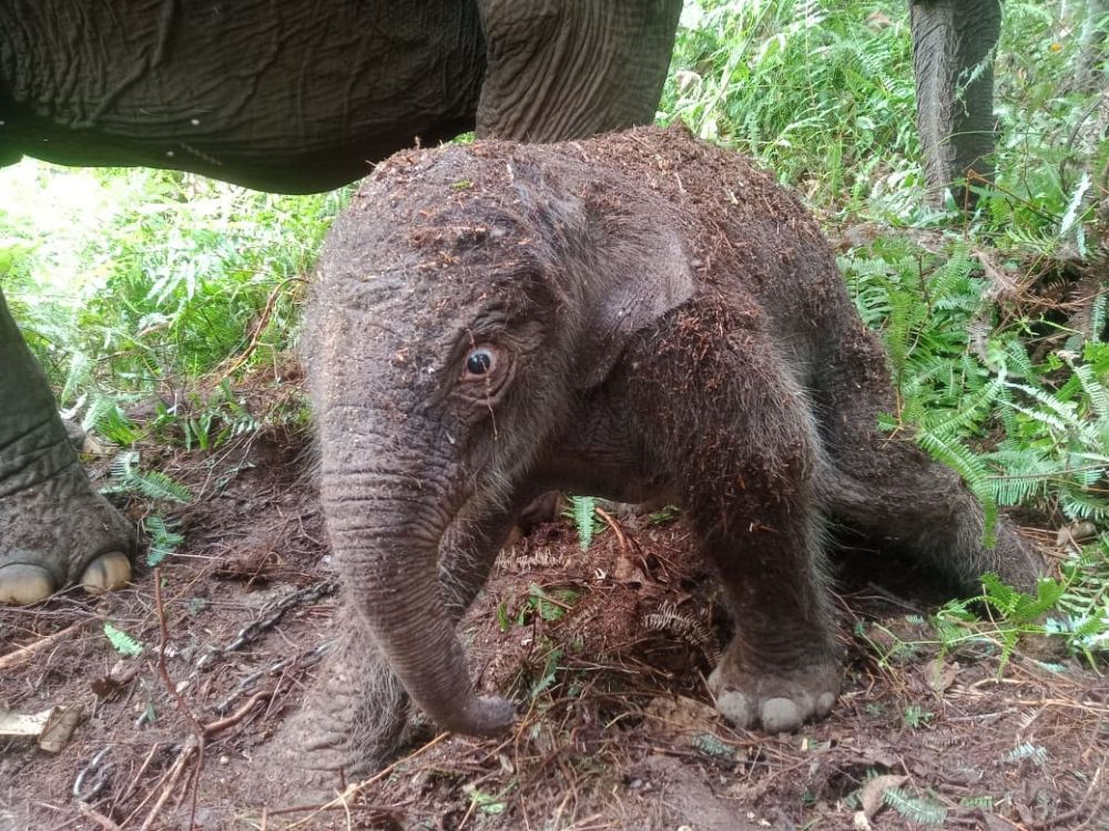 Anak Bayi Gajah Lisa di TNTN Pelalawan