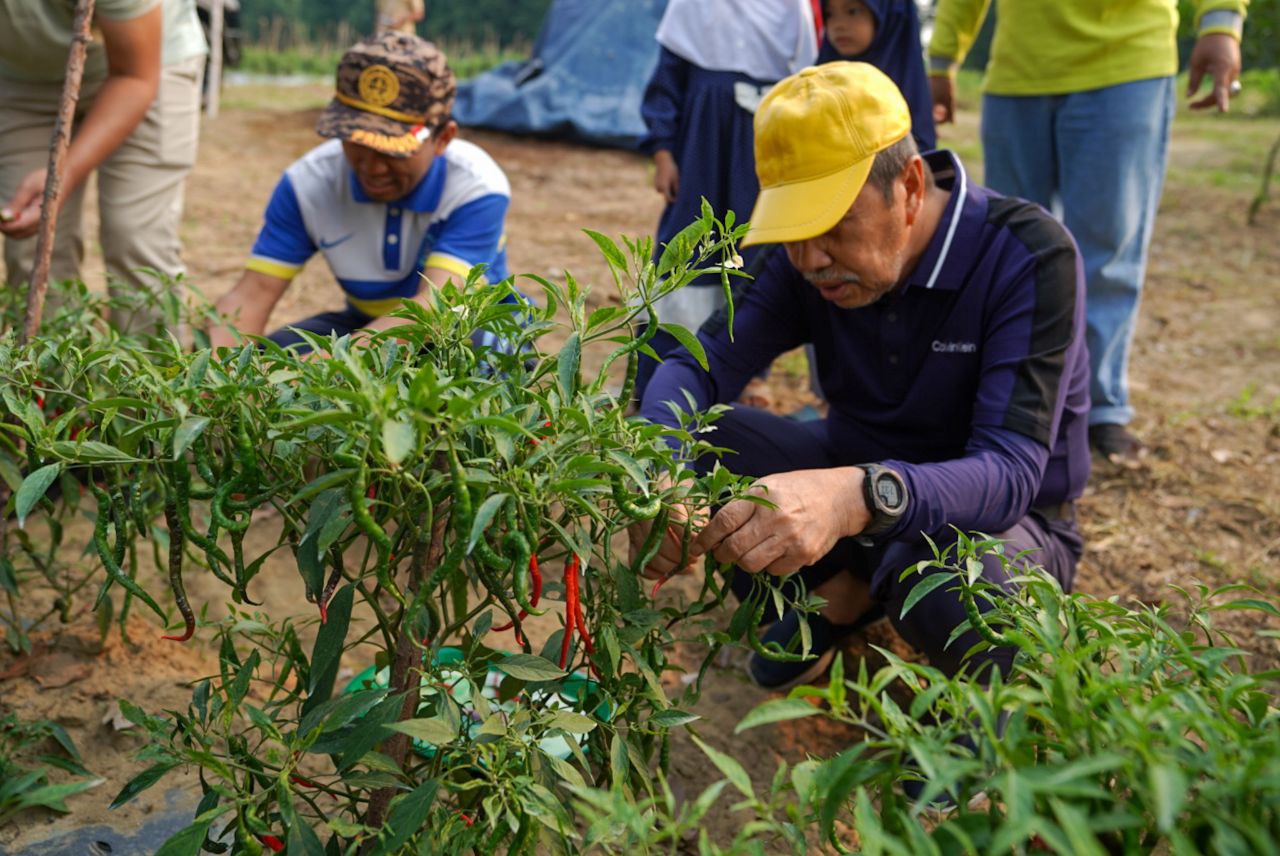 Gubri ikut panen cabai di Kampar