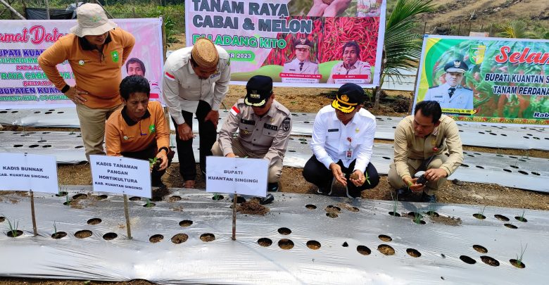 Tanam Raya Cabai dan Melon Pemkab dan KTNA Kuansing