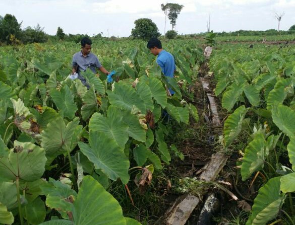 Talas Ungu Rokan Hilir (Suluhriau.com)