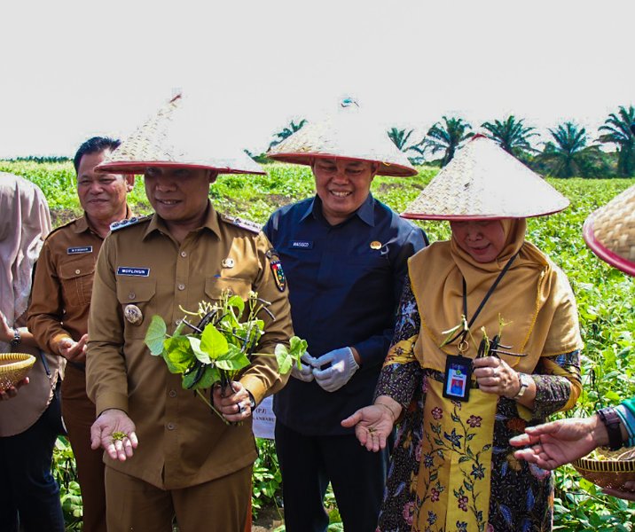 Kepala Disketapang Pekanbaru Maisisco (tengah) saat ikut panen kacang hijau varietas baru di UNRI, Senin (6/11/2023). Foto: Istimewa.