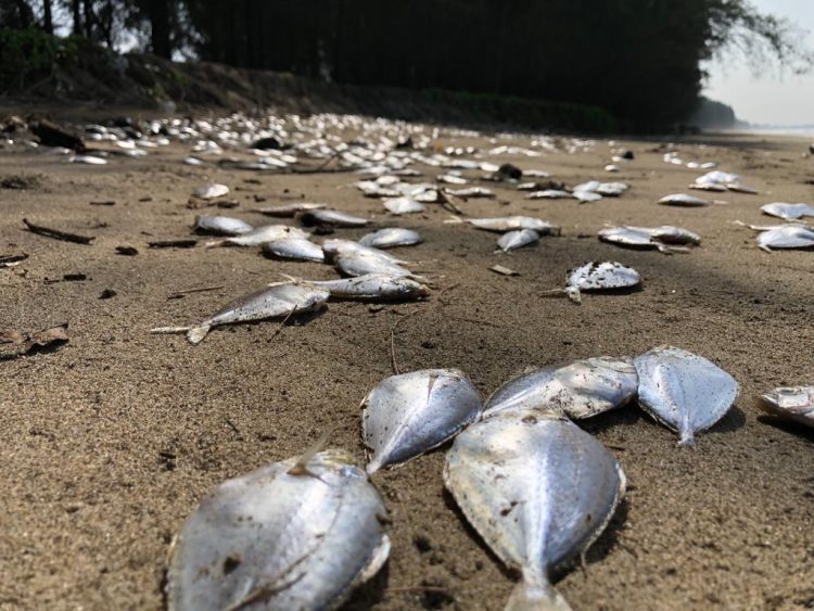 Ikan yang terdampar di pantai Pesisir Selatan/Katasumbar