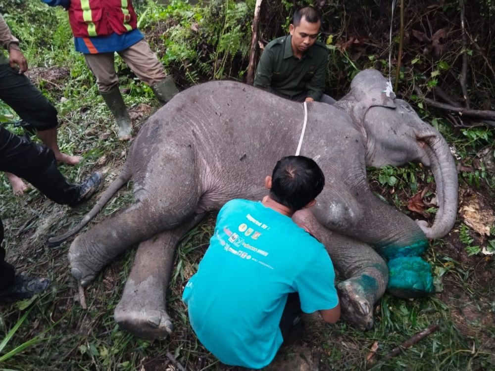 Bayi Gajah mati di Pelalawan