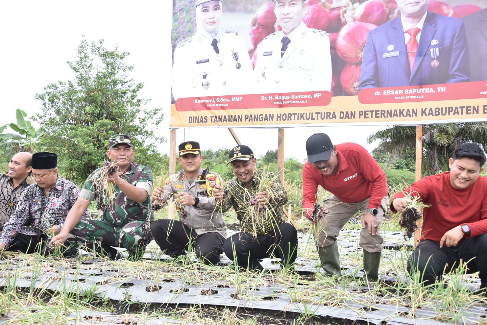 Panen Raya Bawang Merah di Bengkalis