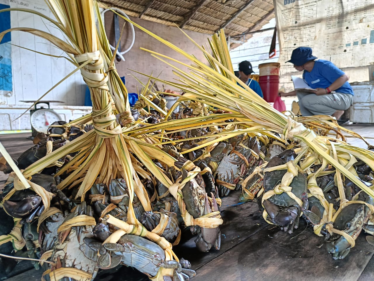 Hasil tangkapan kepiting bakau yang dikumpulkan di lokasi pengepul di Parit 18 Kelurahan Sapat
