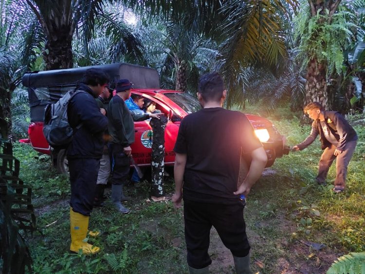 Lokasi terlihatnya seekor harimau di kebun sawit Pasaman