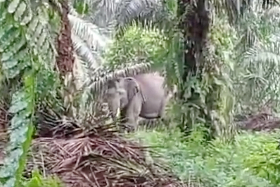Gajah Sumatera yang tampak berada tak jauh dari pemukiman warga