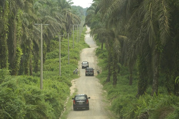 Lahan sawit di Riau/Detik