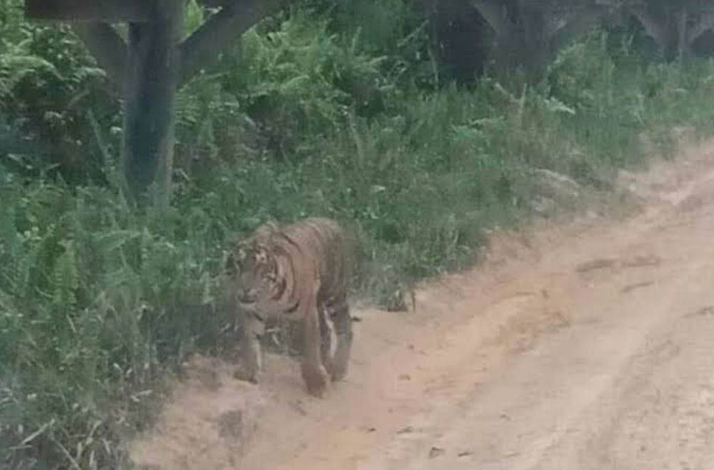 Penampakan harimau di salah satu jalan di Siak
