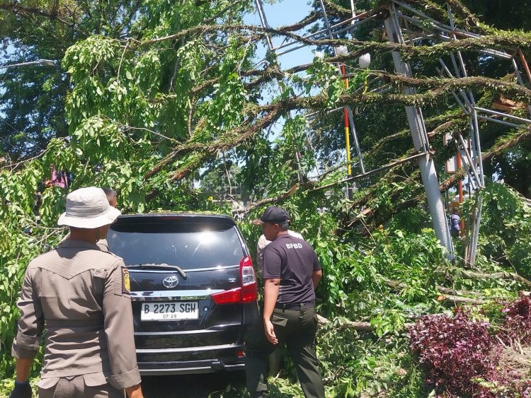 Pohon tumbang di Kota Padang yang menimpa mobil/Katasumbar