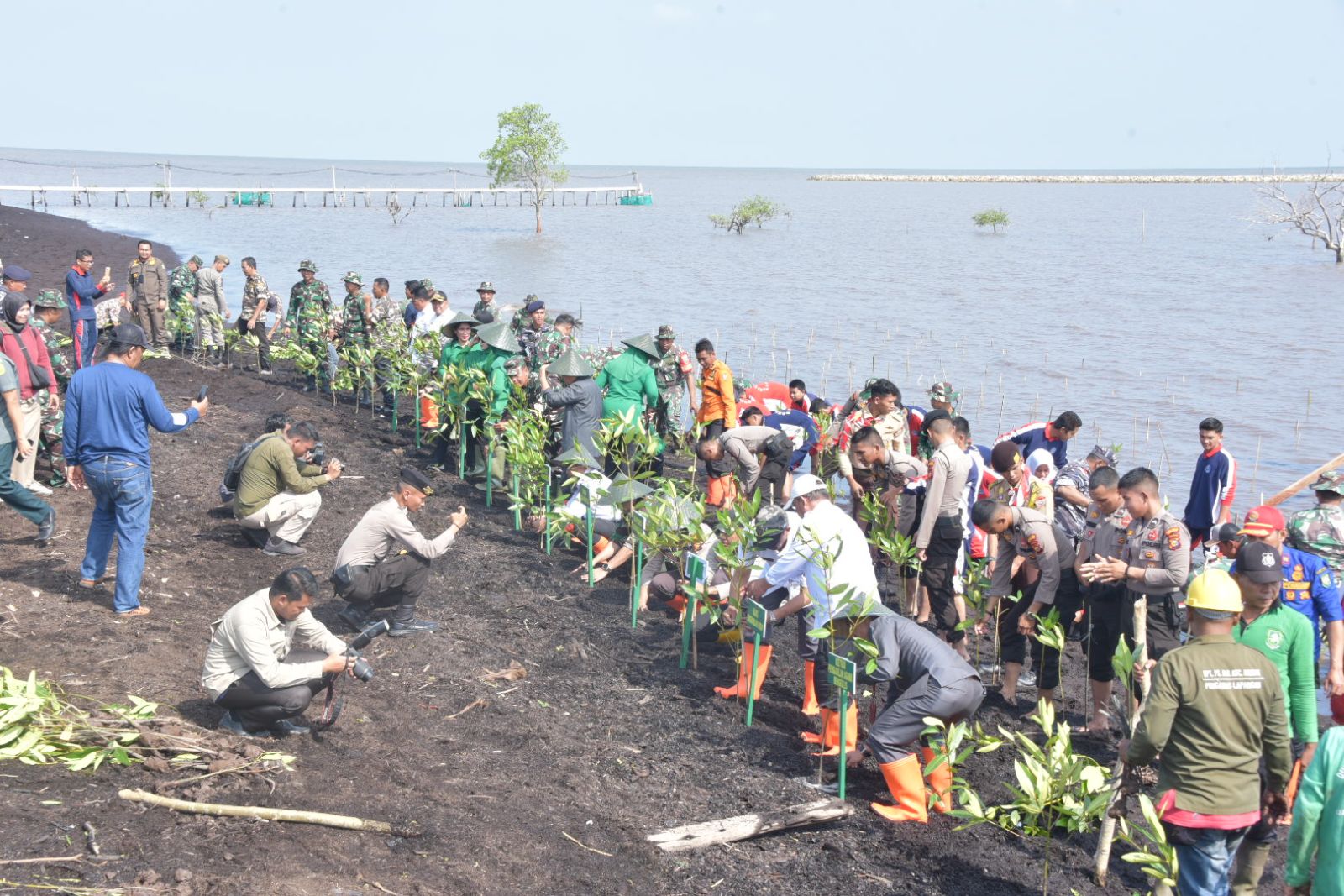 Program Penanaman Mangrove di Bengkalis