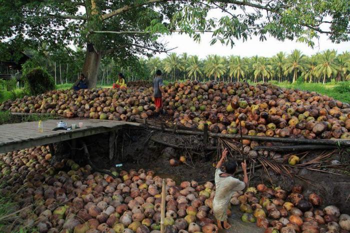 Kelapa Petani Inhil/Net