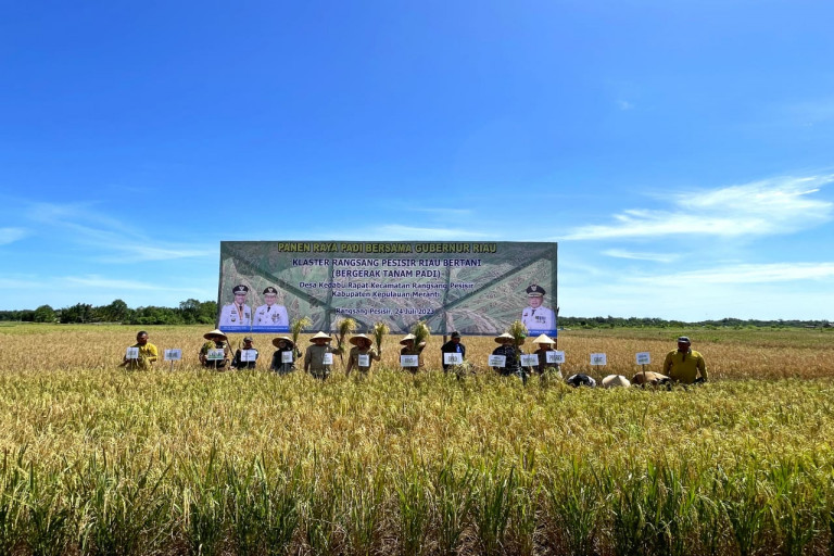 Ilustrasi panen raya padi di Riau/Net