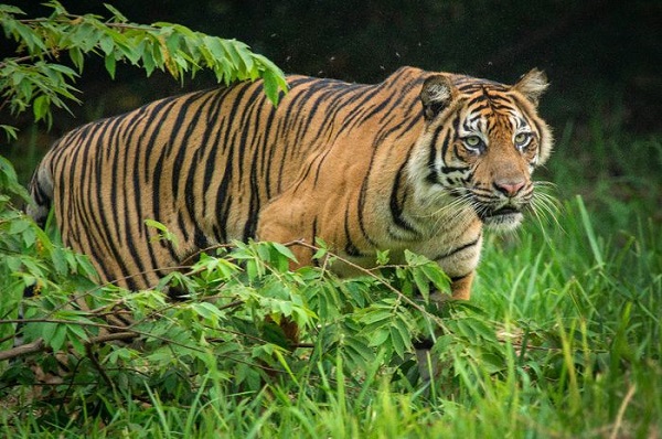 Ilustrasi Harimau Sumatera/Net