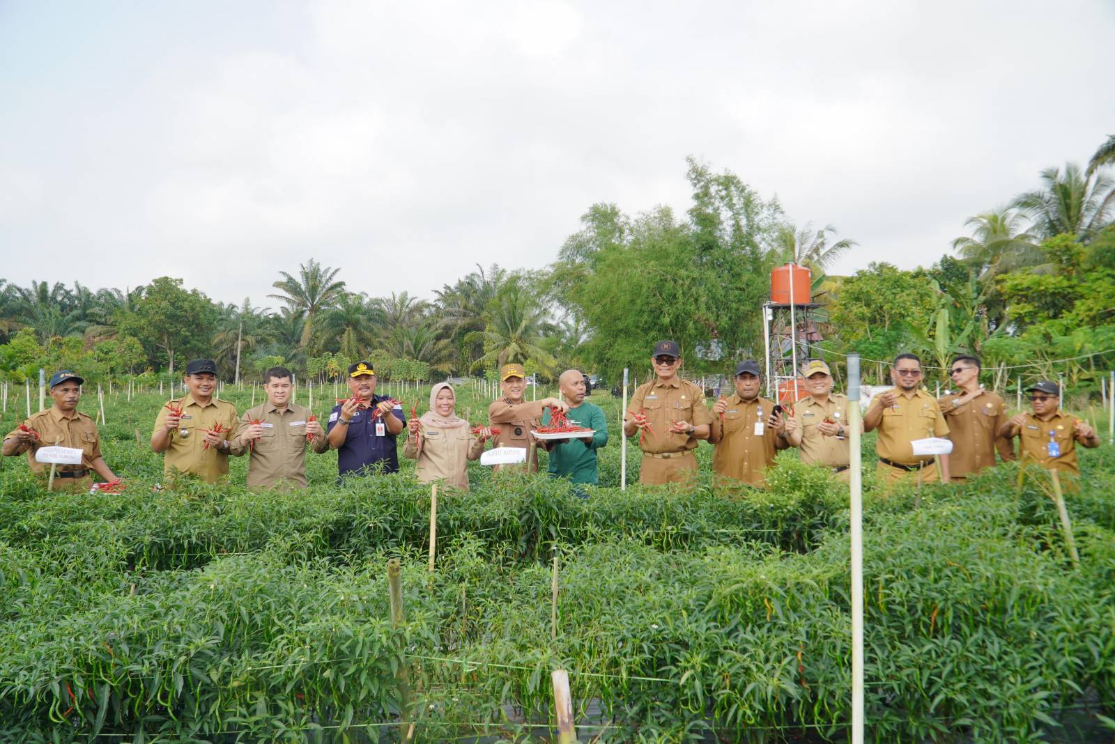 Panen Raya Cabai Merah di Kampar