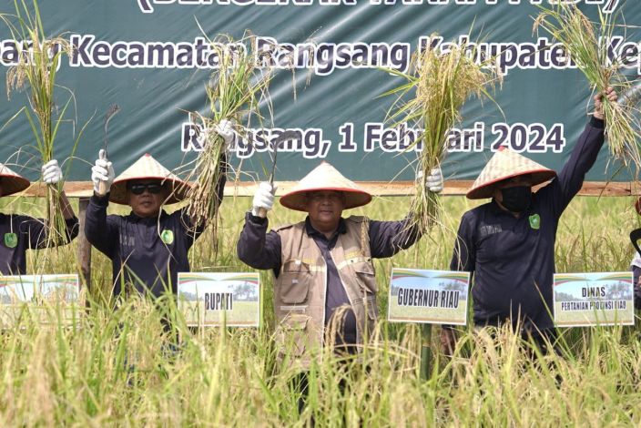 Gubernur Riau Panen Raya Padi di Desa Topang Kepulauan Meranti.