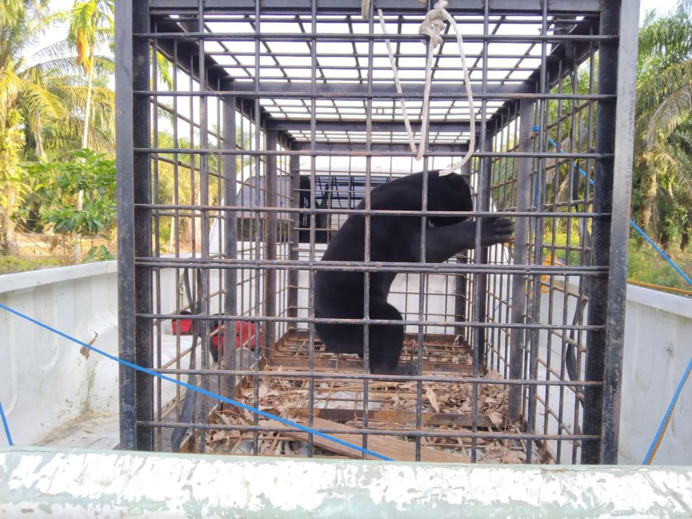 Beruang Madu yang mangsa ternak warga Siak