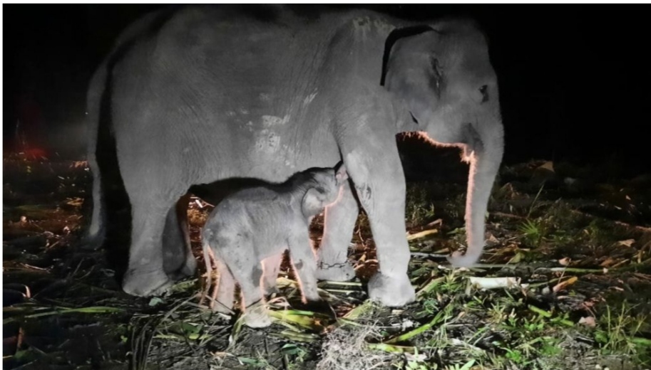 Induk gajah betina di PKG Sebangsa yang baru melahirkan