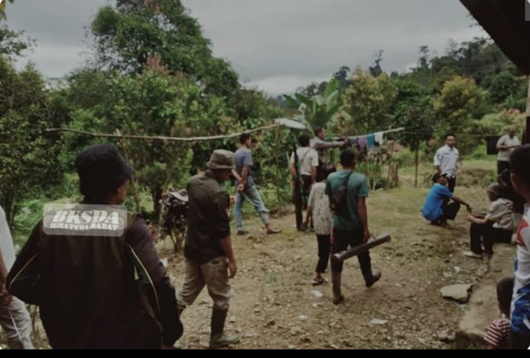 Tim BKSDA Sumbar dan warga turun ke lokasi kejadian beruang serang warga