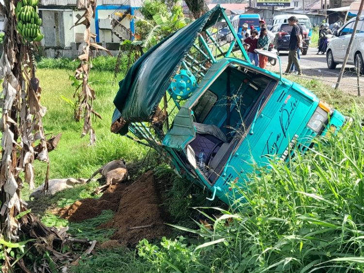 Truk pengangkut ternak yang mengalami kecelakaan/Katasumbar