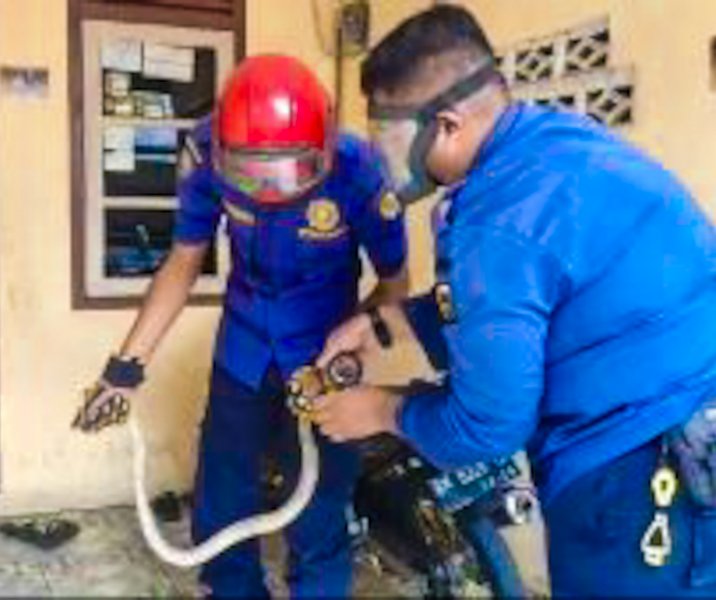 Petugas DPKP Pekanbaru menangkap ular kobra di rumah warga Jalan Hangtuah pada 2 Mei 2024. Foto: Istimewa.