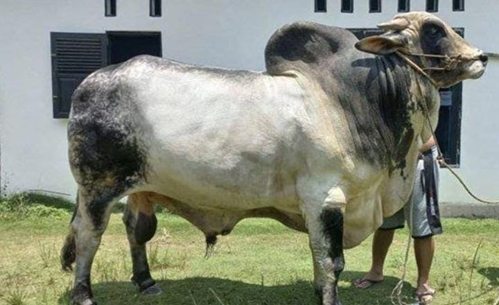 sapi kurban Presiden untuk Riau tahun sebelumnya
