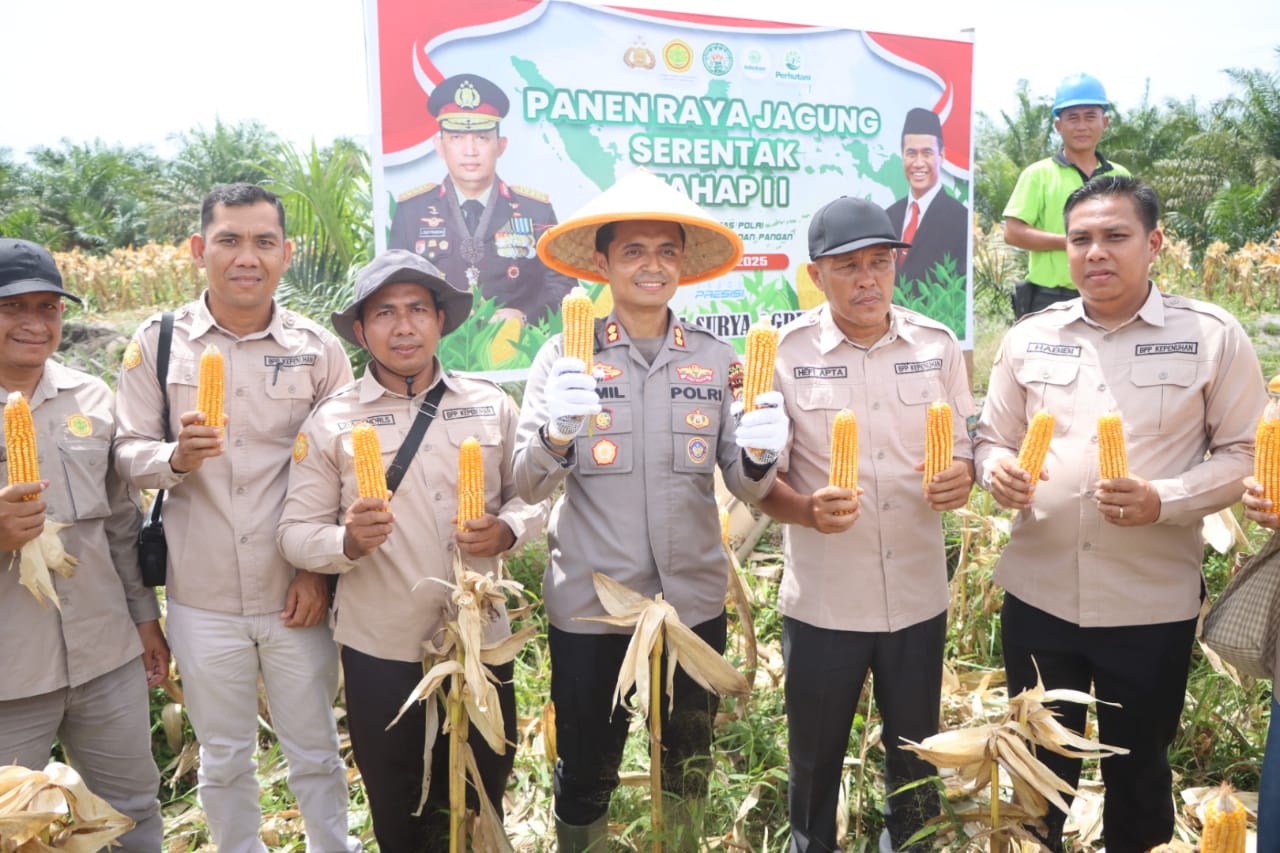 Kapolres AKBP Emil Eka Putra,S.I.K,M.Si Panen Jagung Serentak di Program 2 ASTA CITA ketahanan pangan tumpang sari di PT. PSA