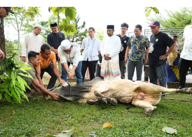 Penyembelihan hewan kurban Pemkab Kampar