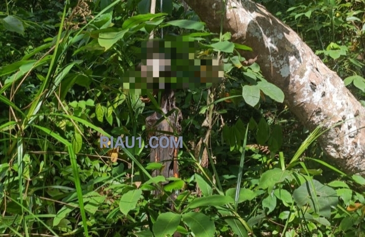 Warga Wonosari Bengkalis Geger Dengan Penemuan Mayat Tergantung