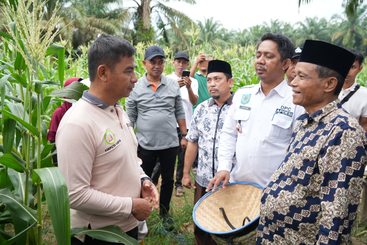 Panen raya padi di Desa Parit Baru Kampar