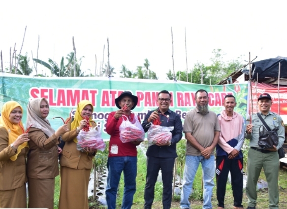 Petani Sukses Manfaatkan Lahan Gambut Tanam Cabai Merah, Anggota DPRD Bengkalis Mengapresiasi