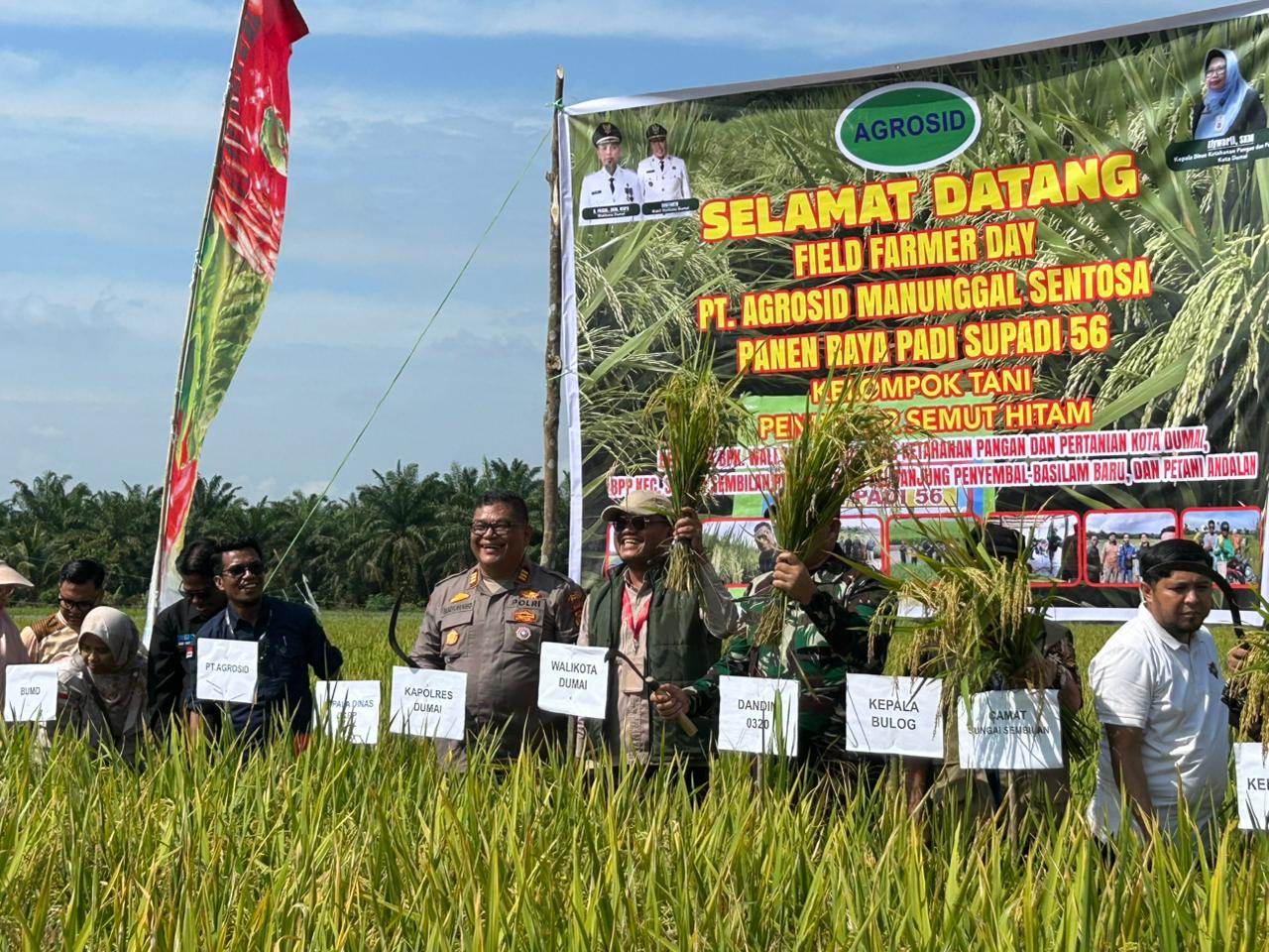 Panen Raya Padi Varietas Supadi 56 di Kelurahan Tanjung Penyembal Dumai