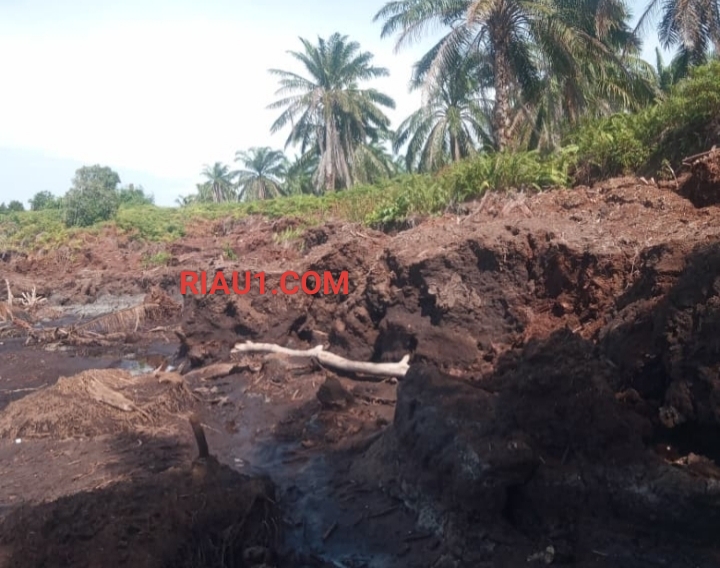 Bahaya Abrasi, Dua Desa di Pulau Bengkalis Terancam Mengecil Jika Tidak Ditangani Maksimal