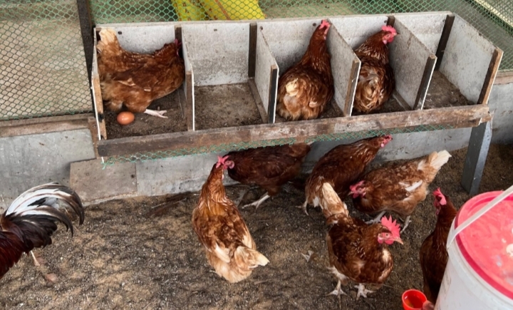 200 Ekor Anak Ayam, Lapas Bengkalis Dukung Ketahanan Pangan