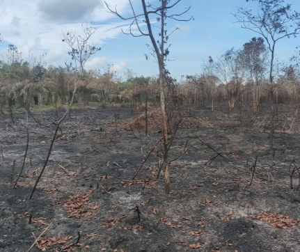 Pelaku Penyebab Karhutla 35 Hektar di Rupat Utara Diringkus Polsek Rupat