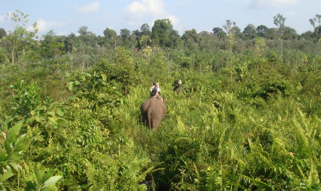 Kawasan konservasi TNTN