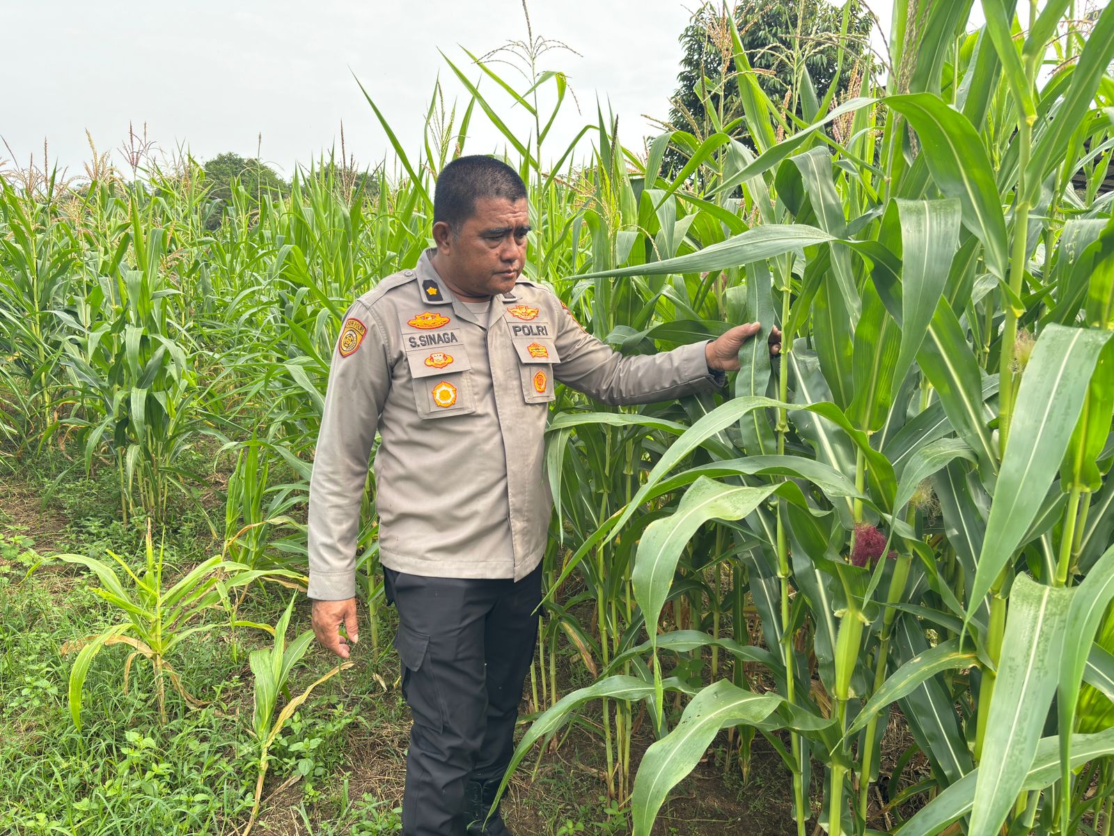 Optimalisasi Program Ketahanan Pangan, Polres Rokan Hulu Cek Perkembangan Jagung Hibrida