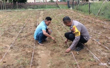 Penguatan Swasembada Pangan, Polsek Rokan IV Koto Pantau Pertumbuhan Jagung di Desa Suligi