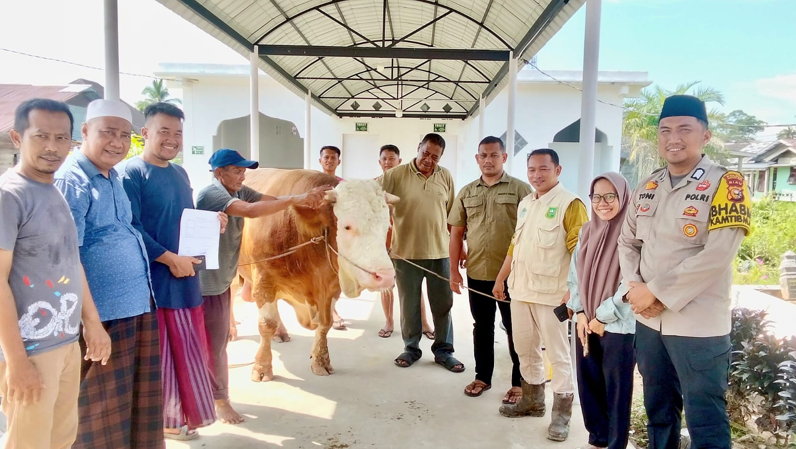 Sapi kurban yang diterima Musholla Rumah Suluk di Rohil