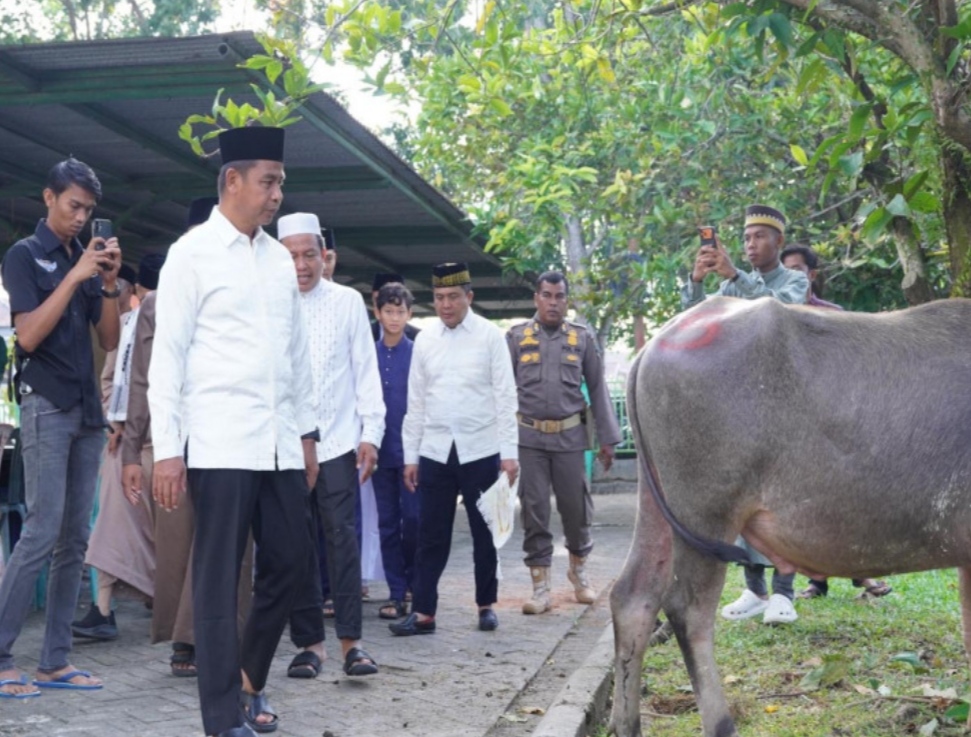 Bupati Kampar Yuzar tinjau hewan kurban