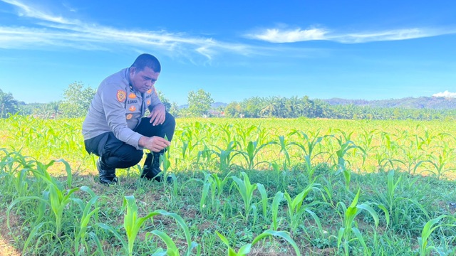 Polres Rokan Hulu Perkuat Ketahanan Pangan Nasional, Cek Kesiapan Tanaman Jagung di Lahan 6 Hektare