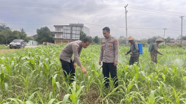 Pastikan Hasil Panen Optimal, Bag SDM Polres Rokan Hulu Cek Tanaman Jagung di Lahan Pemda Seluas 6 Hektare