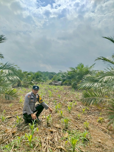 Program Ketahanan Pangan Polsek Kepenuhan