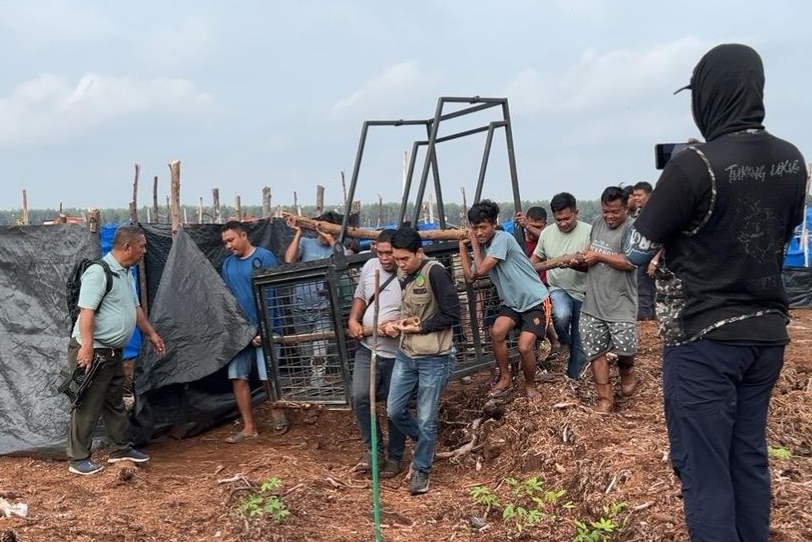 BBKSDA Riau melakukan mitigasi serangan harimau dengan memasang dua kandang jebak