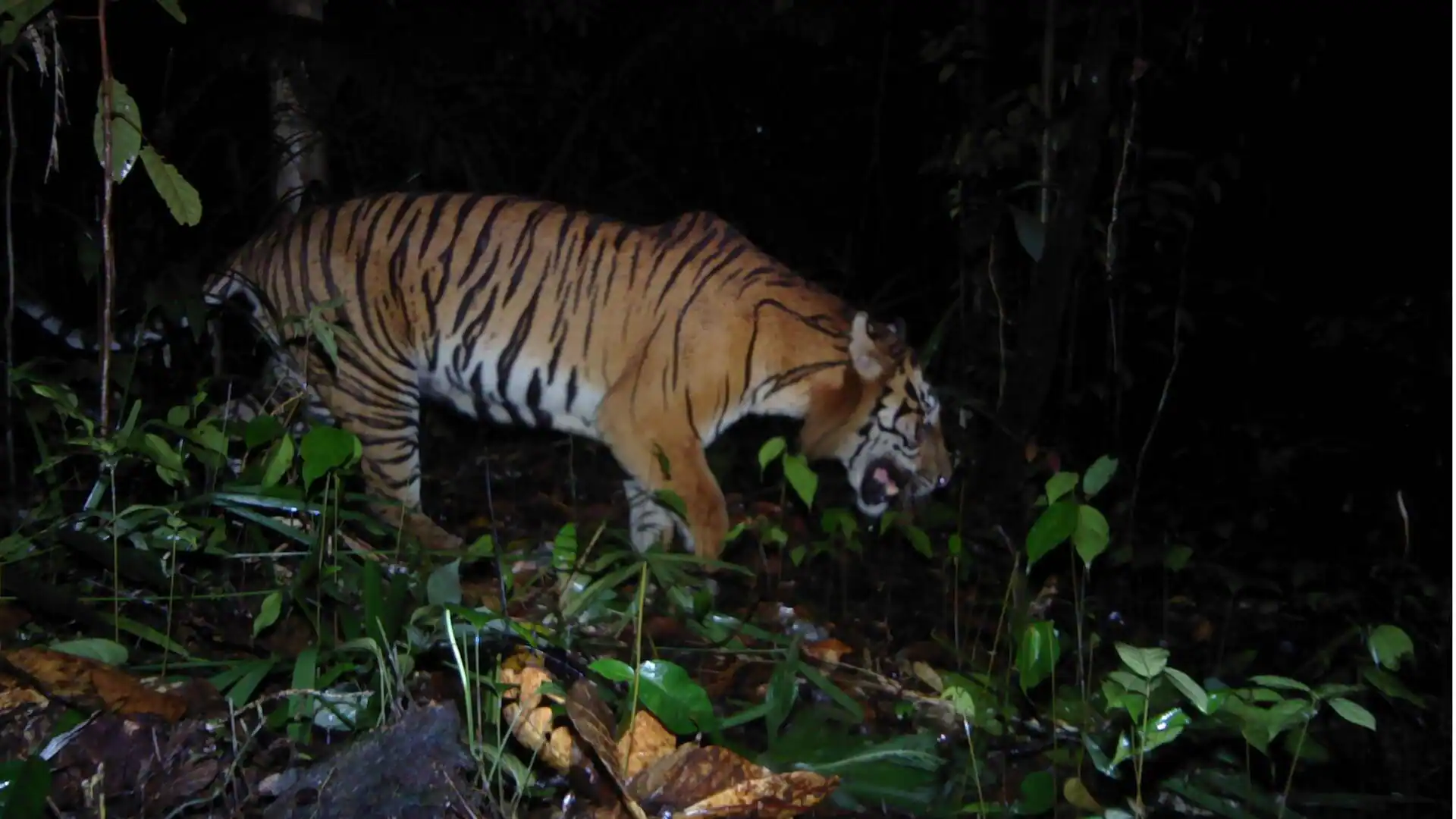 Harimau Sumatera