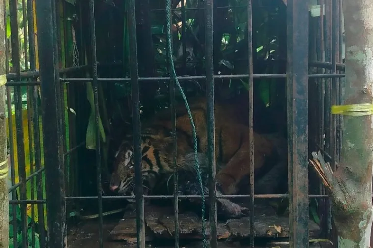 Harimau Sumatra Masuk Kadang Jebak BKSDA