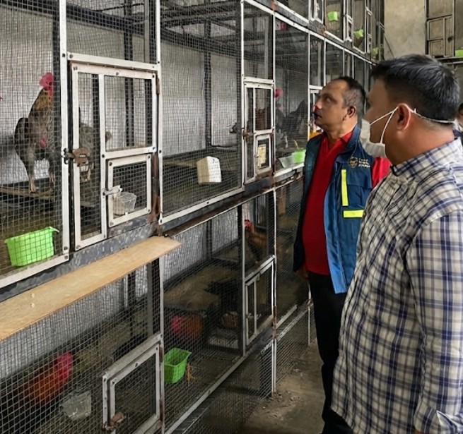 Ayam selundupan yang diamankan di Batam