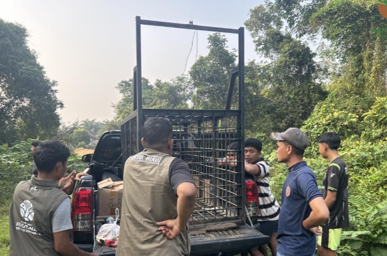 BBKSDA Riau pasang perangkap beruang di Kampar