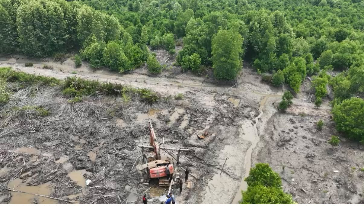 Hutan mangrove di Dumai yang dirusak