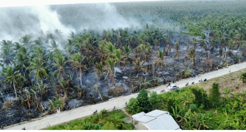 Kehun kelapa di Inhil yang terbakar